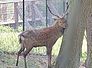 sika